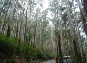 nilgiris hills