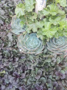 ooty rose garden